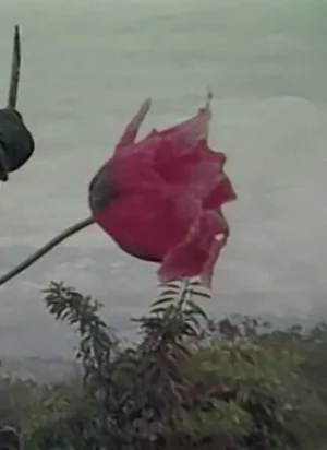 Affiche du film La Feuille sacrée